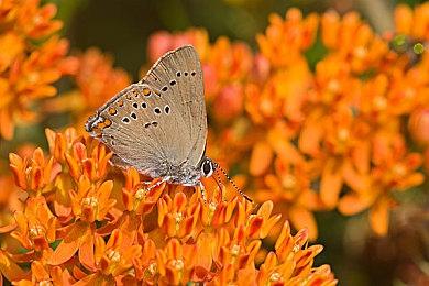 三星提交注册掌机设计专利 游戏硬件领域又有新玩家？