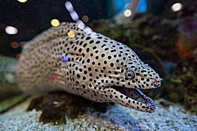 米哈游《绝区零》“降噪测试”资格申请现已开启